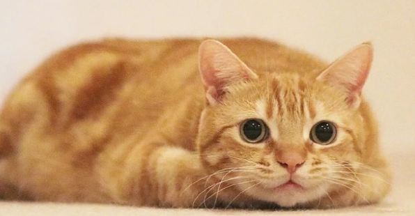 橘猫眼睛太大被遗弃，住收容所2年没人要